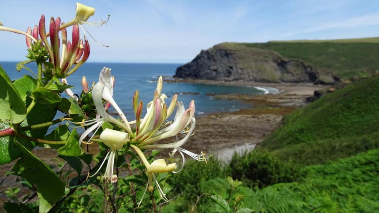 Chalet 18 Widemouth Bay Holiday Village Бюд Екстериор снимка
